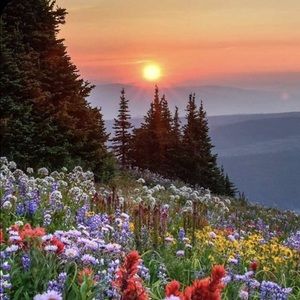 Meet your Posher, Monirah